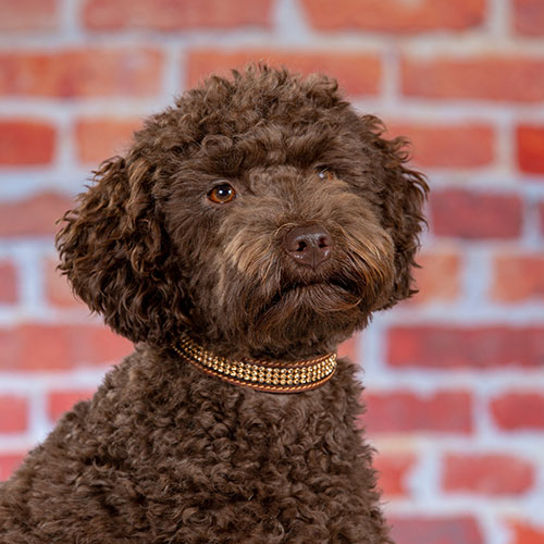 dog reviwer 1 Dog profile photo accompanying a customer review